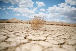 tumble weed Meme Template