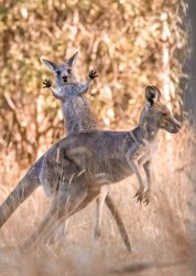 Kangaroo Surprise Meme Template