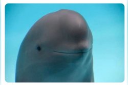 Dolphin smirk Meme Template