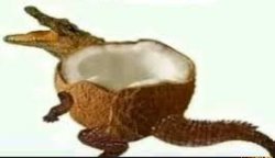 Coconut Meme Template