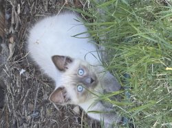 Cute Siamese Kitten Meme Template