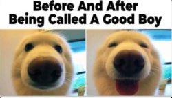 Good boy Meme Template