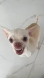 Niki The Chihuahua Meme Template