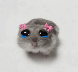 crying cute mouse Meme Template