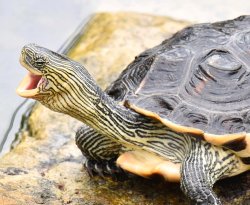 Turtle Laugh Meme Template