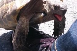 Tortoise Frisky Meme Template