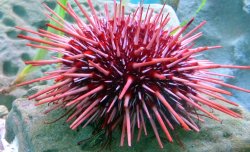 urchin Meme Template