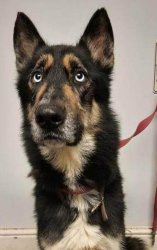 monkdog Meme Template