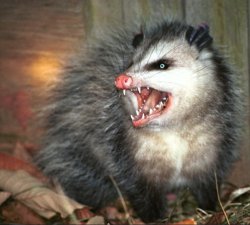 Hissing possum Meme Template