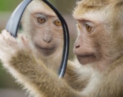 Primate vs Mirror Meme Template