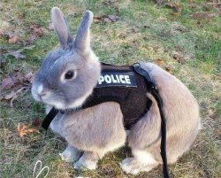 Bunny Police Meme Template