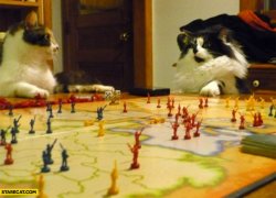 Two cats playing risk board game silly photo Meme Template