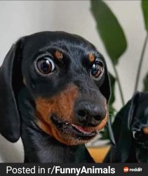Dauschund Meme Template
