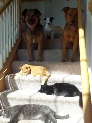 Dogs blocked by sunbathing cats Meme Template