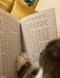 reading cat Meme Template