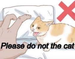 Please do not the cat Meme Template