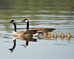 Goose and its babies Meme Template