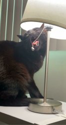 Funny cat Meme Template