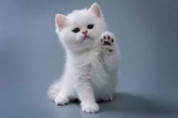 #funny cat Meme Template