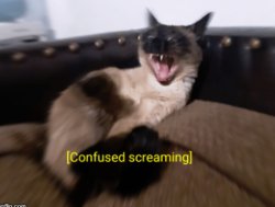 Confused screaming kitty Meme Template