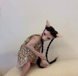 sphynx in a wig Meme Template
