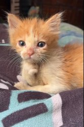 Posing cat Meme Template