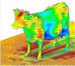 Cow aerodynamics Meme Template