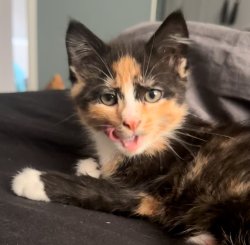 Cute kitten Meme Template