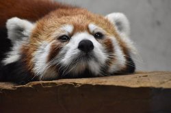 Sad red panda Meme Template