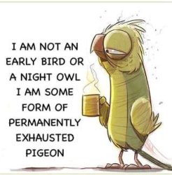 Permanently Exhausted Pigeon = Me. Meme Template