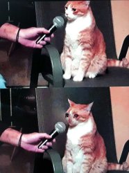 crying cat interview Meme Template