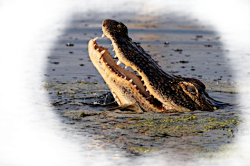 gator head Meme Template