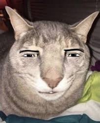 Cat Man Face Meme Template