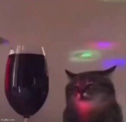 Cat drank too much Meme Template