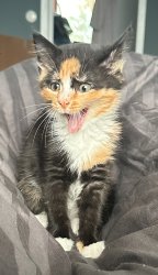 Funny cat Meme Template