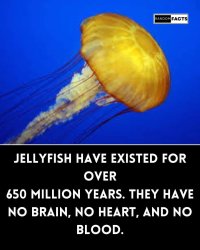 Liberals and Jellyfish Meme Template