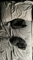 Funny black cat sleeping Meme Template