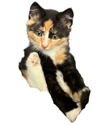 Fynny kitten Meme Template