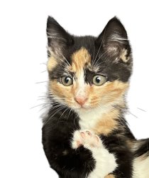 Cute kitty Meme Template