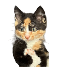 Cute kitty Meme Template