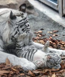 Baby White Tiger Meme Template