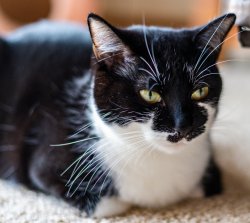 Tuxedo Cat Meme Template