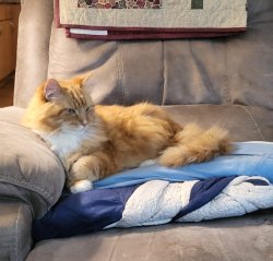 Maine Coon Cat Meme Template