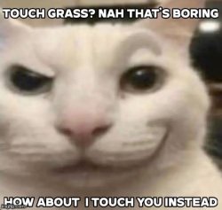 touching cat Meme Template