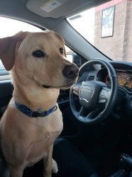 Dog Driver Meme Template