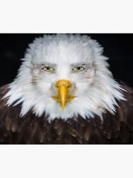 Eagle man Meme Template