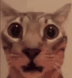 Shocked cat Meme Template