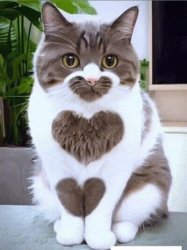 Love Cat Meme Template