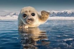 Seal waving hi Meme Template