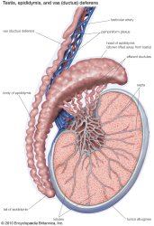 testicle anatomy Meme Template